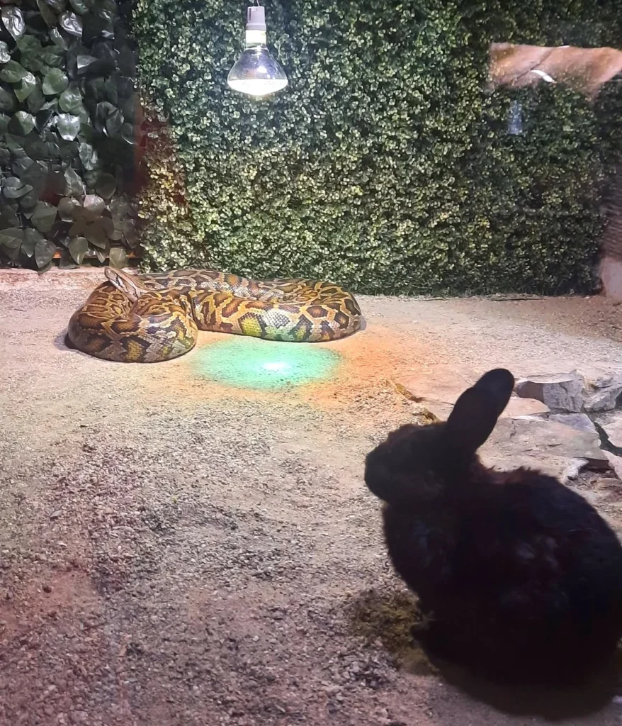 Un șarpe hrănit cu un iepure viu la Zoo Sibiu / Primăria explică de ce s-a ajuns aici: unele specii de șerpi refuză hran
