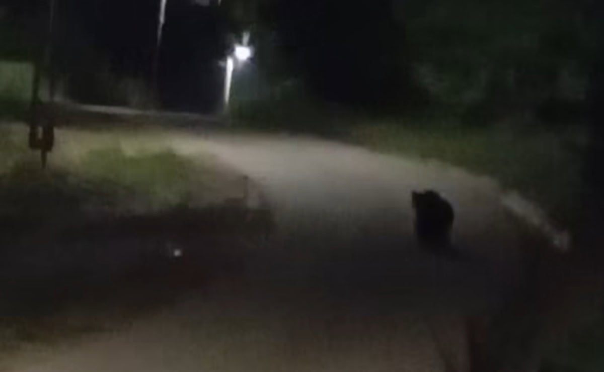 Urs semnalat în localitatea Izvoru Ampoiului, lângă Zlatna. Intervin de urgență jandarmii pentru alungarea animalului