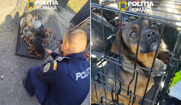 11 câini, rămași fără hrană și apă, salvați de polițiști