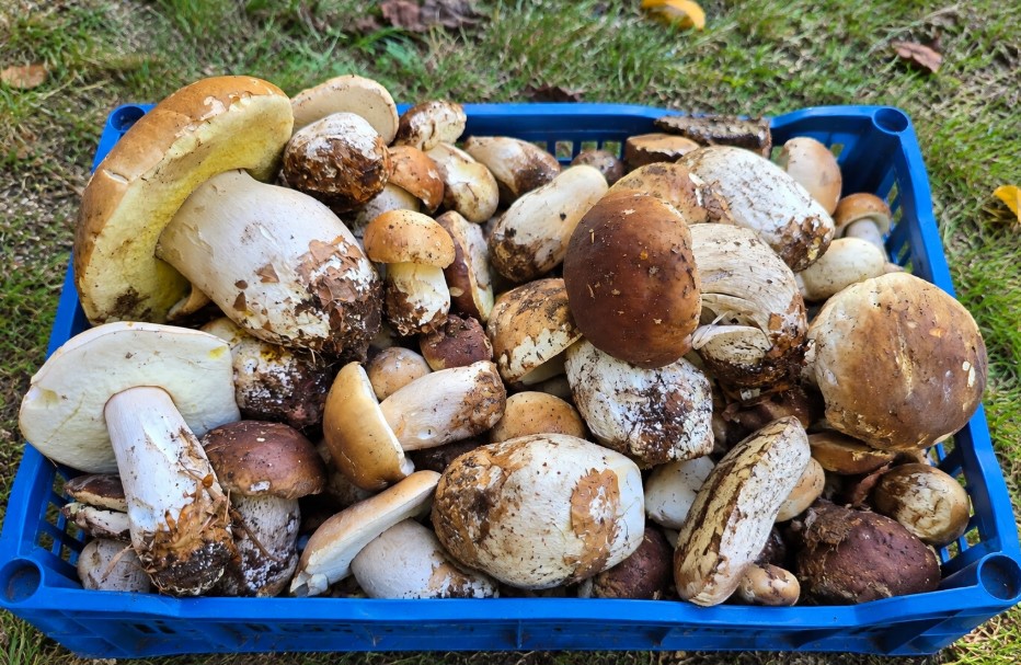 A început sezonul ciupercilor în Maramureș. Pădurile îi cheamă din nou pe culegători