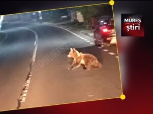 Abuș: un pui de urs a fost surprins din nou într-o zonă locuită din județul Mureș
