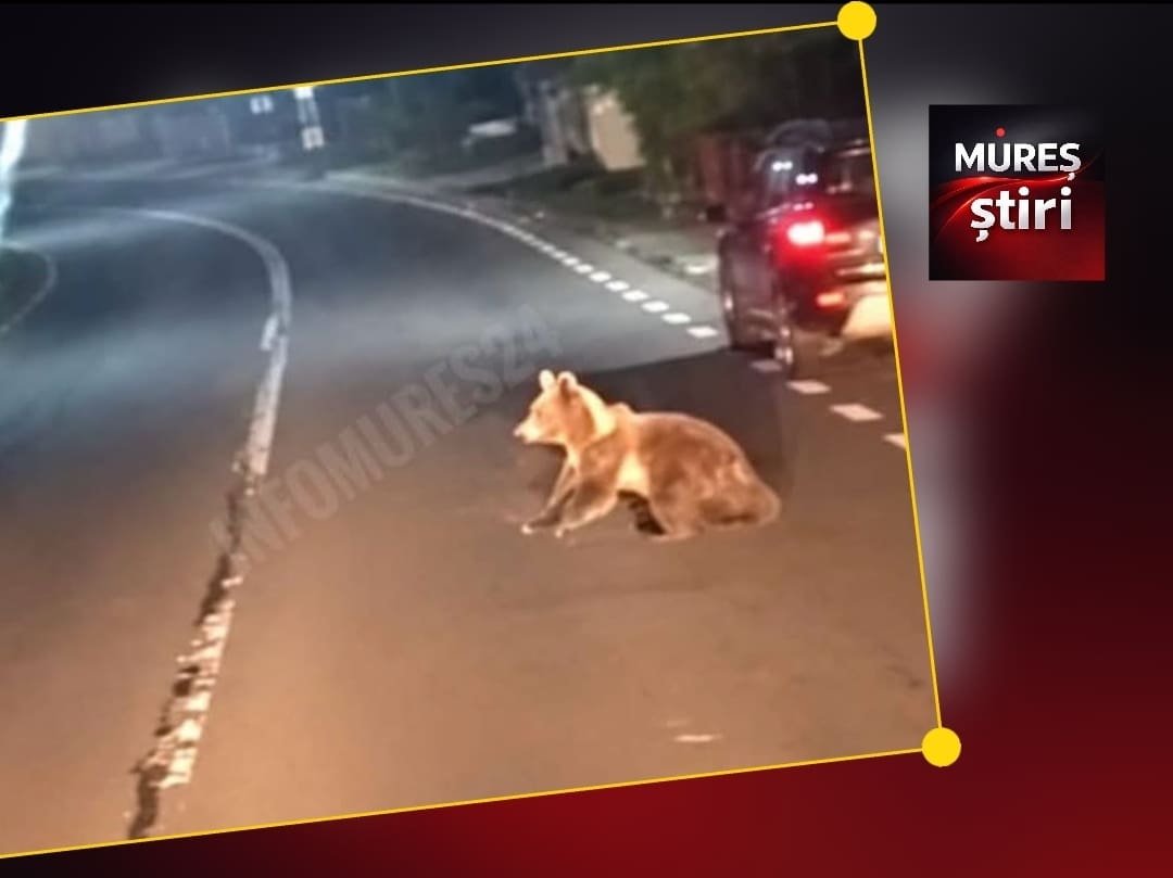 Abuș: un pui de urs a fost surprins din nou într-o zonă locuită din județul Mureș
