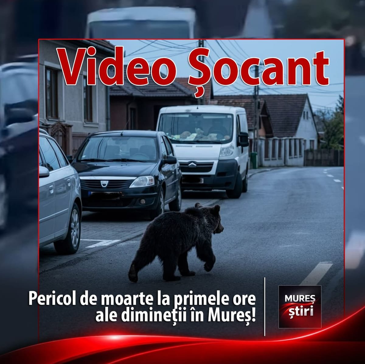 Aluniș, Mureș: un urs a alergat nestingherit prin centrul comunei, la o oră de vârf