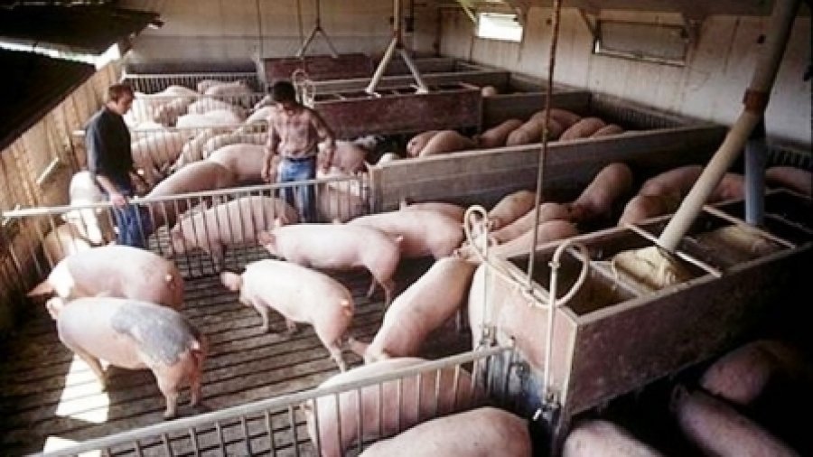 APIA primește cereri pentru ajutorul de stat destinat crescătorilor de porci: până la 50.000 de euro fiecare
