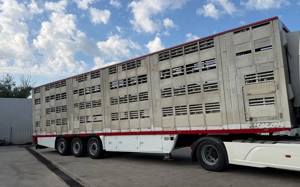 Aproximativ 200 de ovine din Zlatna, găsite într-un transport cu nereguli, la Alba Iulia. 50 de animale nu aveau crotali