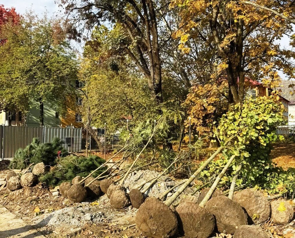 Arbori tineri cu rădăcinile în baloturi de pământ, culcați la sol într-un parc de toamnă, gata de plantat, cu blocuri în fundal.