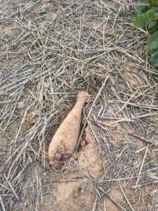 Becheni: bombă de aruncător de calibru 82 mm, descoperită pe o pășune și ridicată de pirotehniști