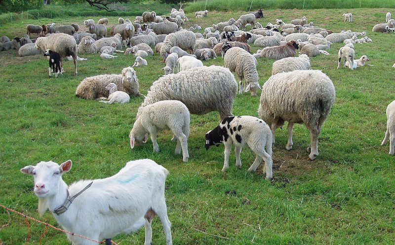 Bistrița-Năsăud: peste 31.000 de oi și capre, negăsite, radiate din Baza Națională de Date