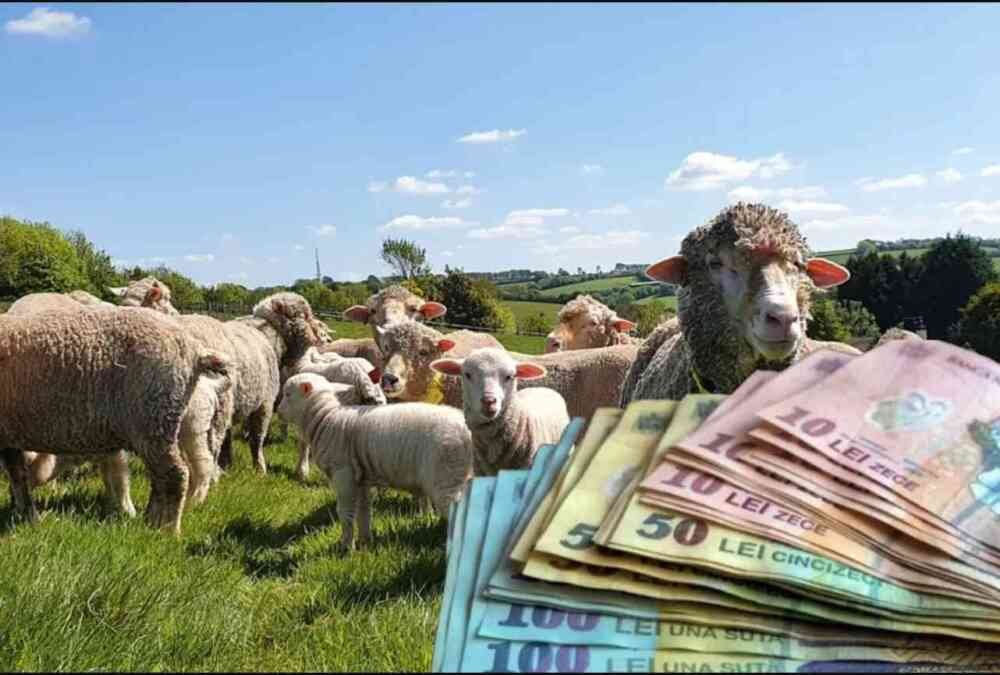 Bistrița-Năsăud: ani de procese pentru a recupera ajutoare de minimis acordate ilegal de DAJ