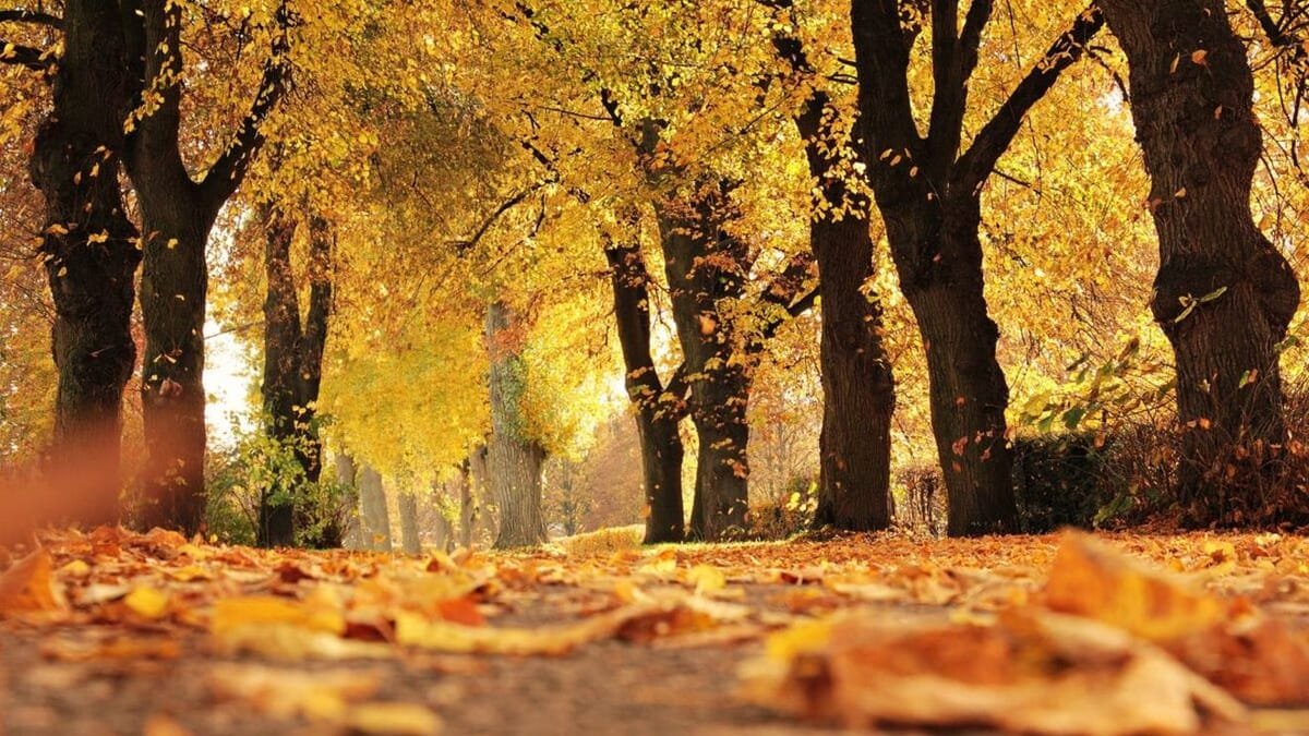 Bistrița-Năsăud: vreme rece și ploi în weekend, cu maxime de 8-12 grade
