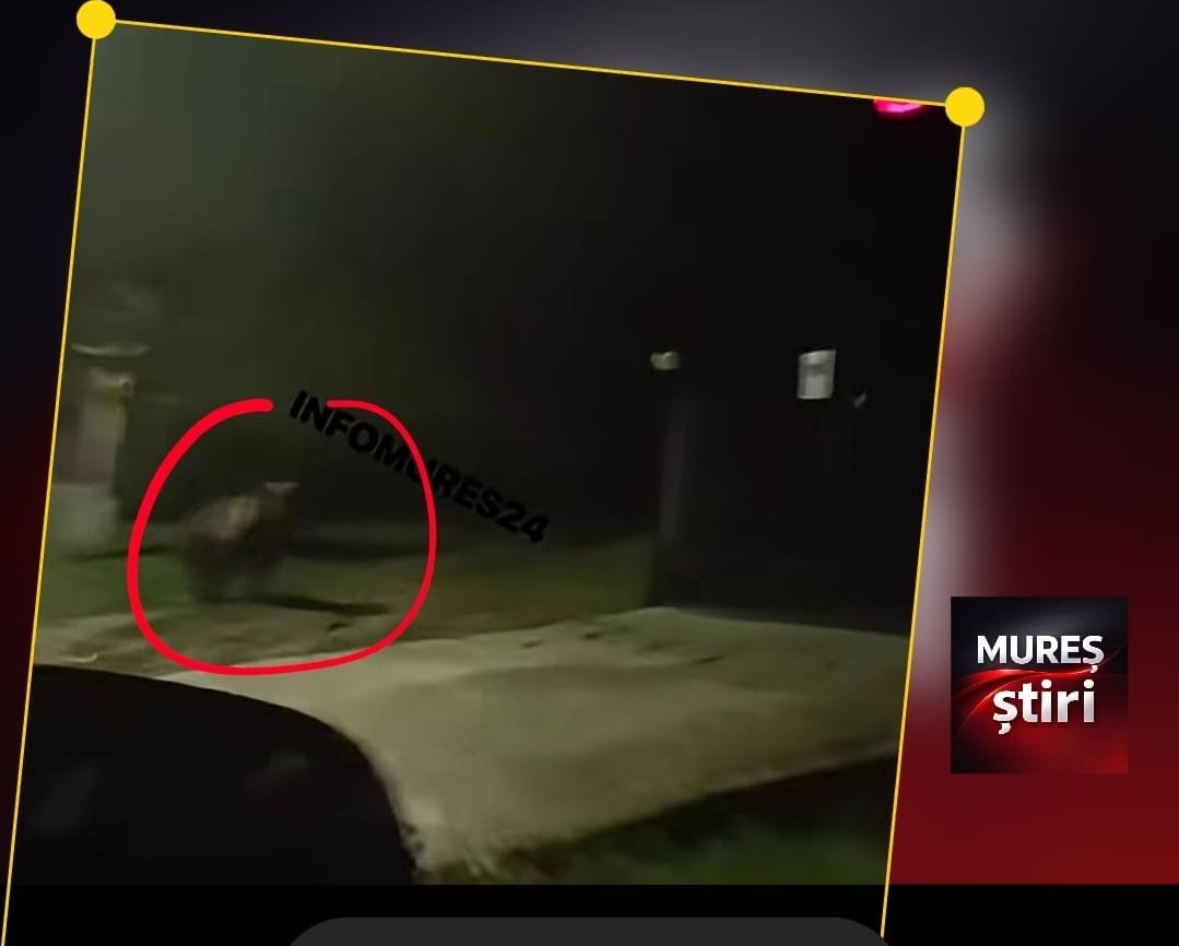Boziaș, lângă Târnăveni: urs filmat din nou în apropierea benzinăriei MOL