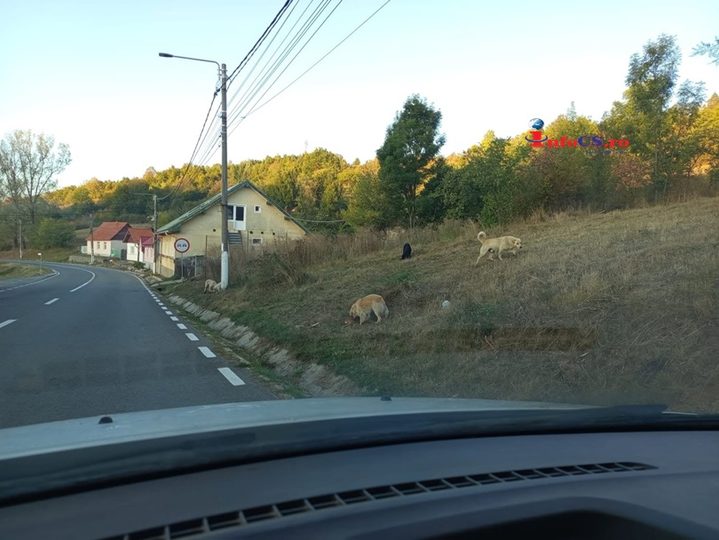CÂINII FĂRĂ STĂPÂN – UN PERICOL REAL PENTRU ANINA