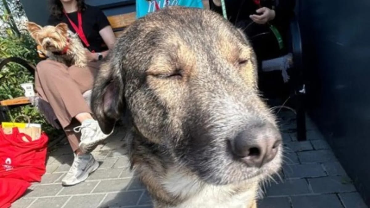 Câinele Boica, lovit de o mașină și tratat la Arcadia Vet, donează sânge pentru animalele aflate în pericol