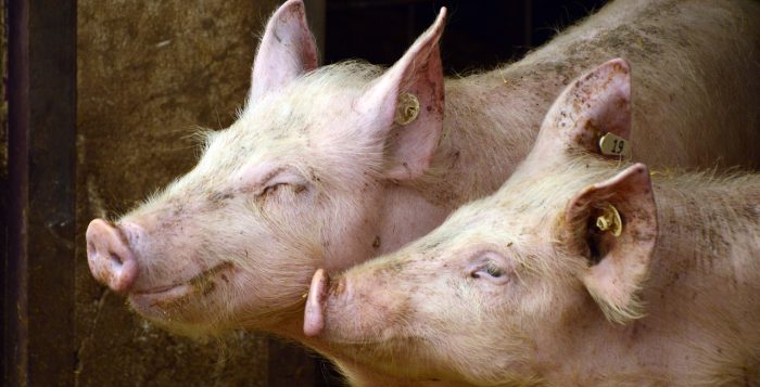 Cantina de Ajutor Social din Cluj cumpără carne de porc de un milion de euro