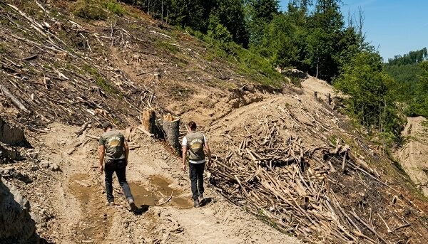 Caraș-Severin: 7,5 hectare de pădure seculară, sacrificate pentru IKEA, arată o investigație Greenpeace