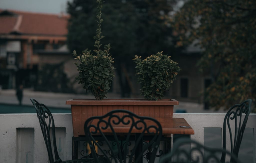 Ce plante de balcon pot rămâne afară la venirea frigului și pe care trebuie să le mutăm în casă