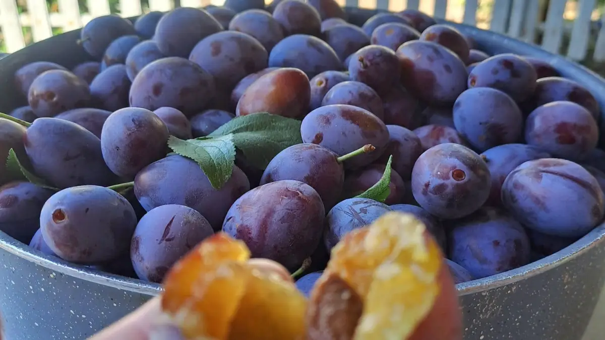 Ce rol au prunele într-o alimentație echilibrată toamna: De ce sunt recomandate pentru digestie