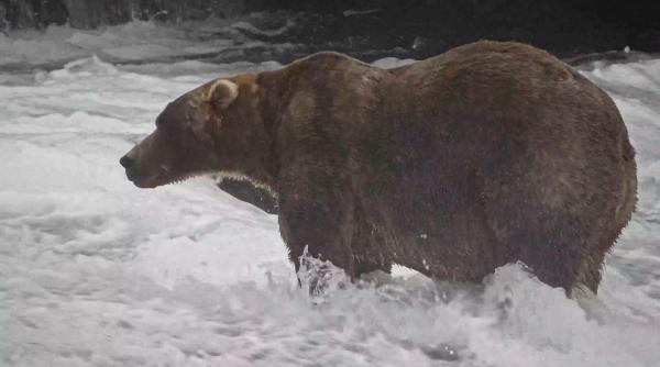 Cel mai gras urs din Alaska a fost ales de internet: Backpack câștigă „Fat Bear Week” 2026