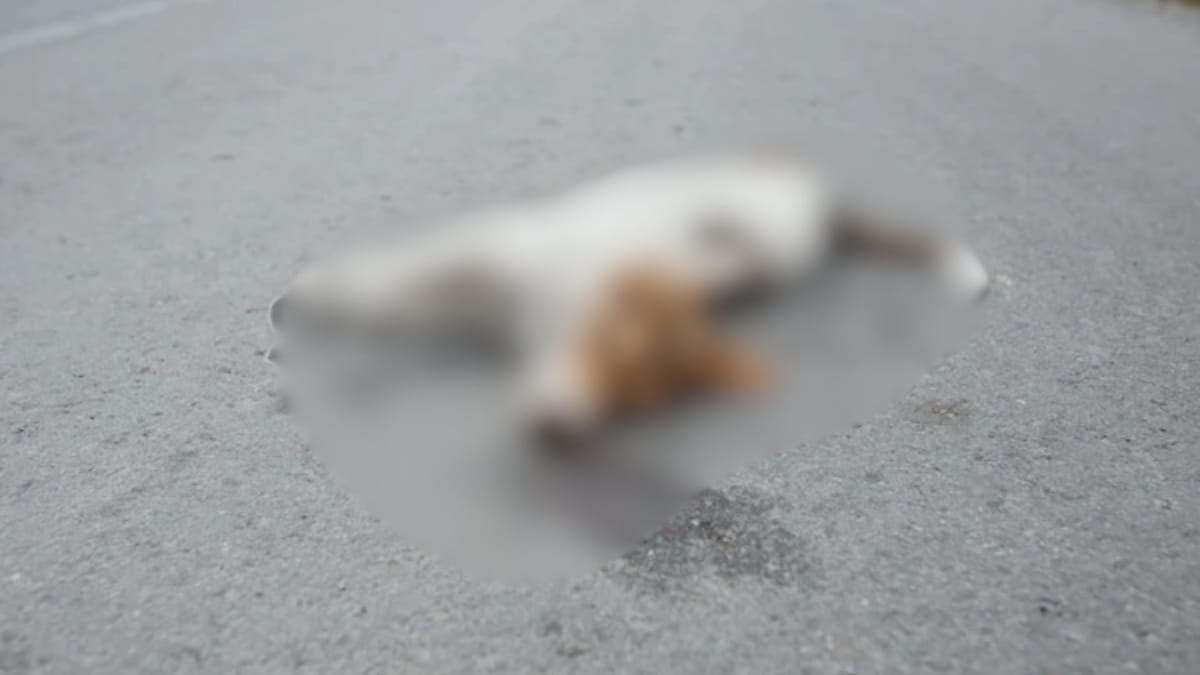 Cluj: bancheta unei mașini a căzut peste un cățel de 4 kilograme, iar șoferii au claxonat în loc să ajute