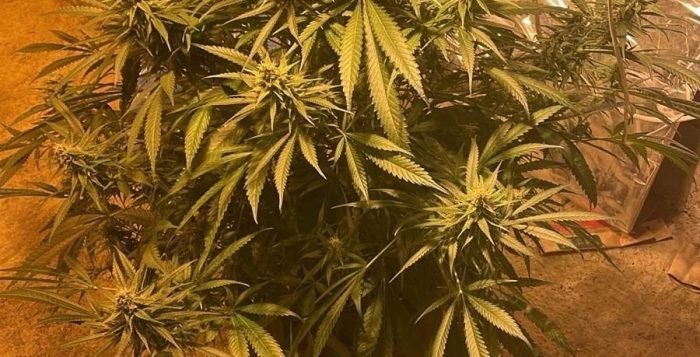 Cluj: bărbat trimis în judecată pentru trafic de cannabis vândut unui investigator sub acoperire