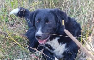 Cluj: Blacky, câinele dispărut de pe centura de camioane, iar femeia care îl caută oferă o recompensă