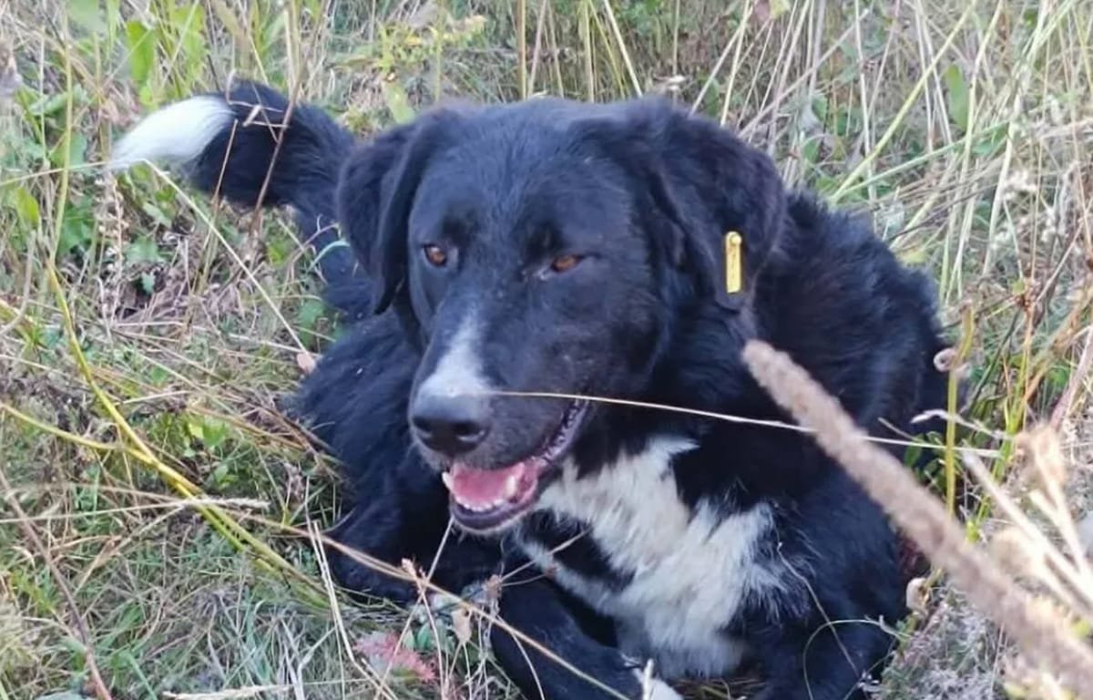 Cluj: Blacky, câinele dispărut de pe centura de camioane, iar femeia care îl caută oferă o recompensă