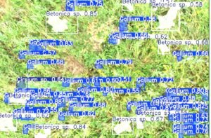 Cluj: drone cu AI care identifică singure plantele de pe fânețe, de care depind plățile fermierilor