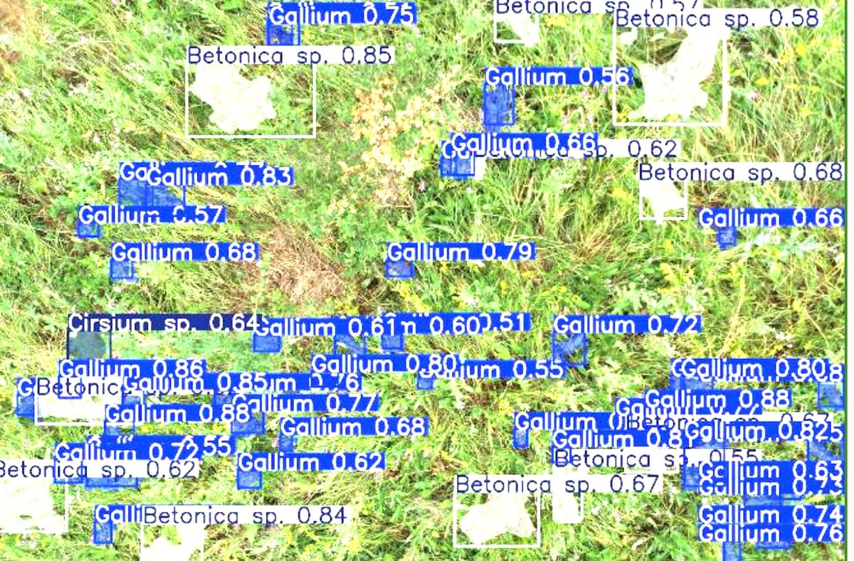 Cluj: drone cu AI care identifică singure plantele de pe fânețe, de care depind plățile fermierilor