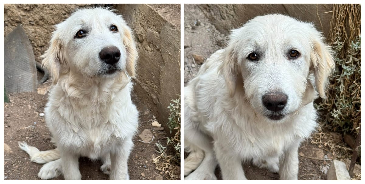 Cluj: Eva, cățelușa abandonată în pădure alături de frații ei, își caută o familie