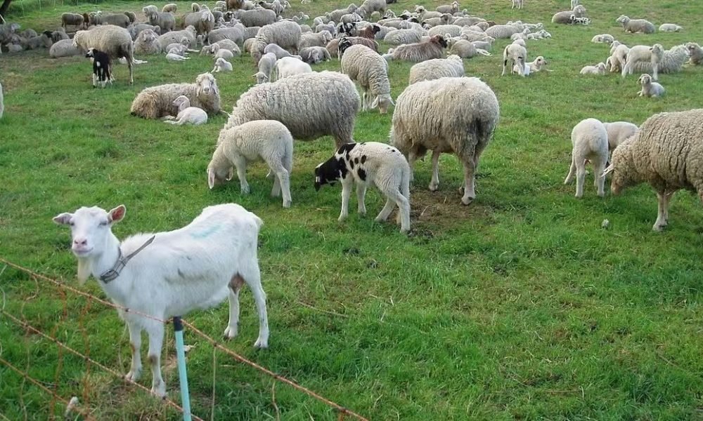 Cluj: începe campania de vaccinare gratuită a ovinelor și caprinelor împotriva variolei ovine și caprine