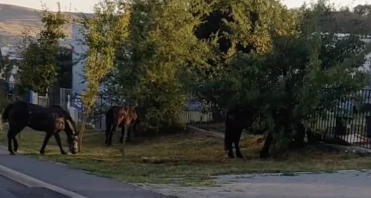 Cluj-Napoca: cai umblă nesupravegheați pe străzi, deși proprietarul a fost amendat de mai multe ori