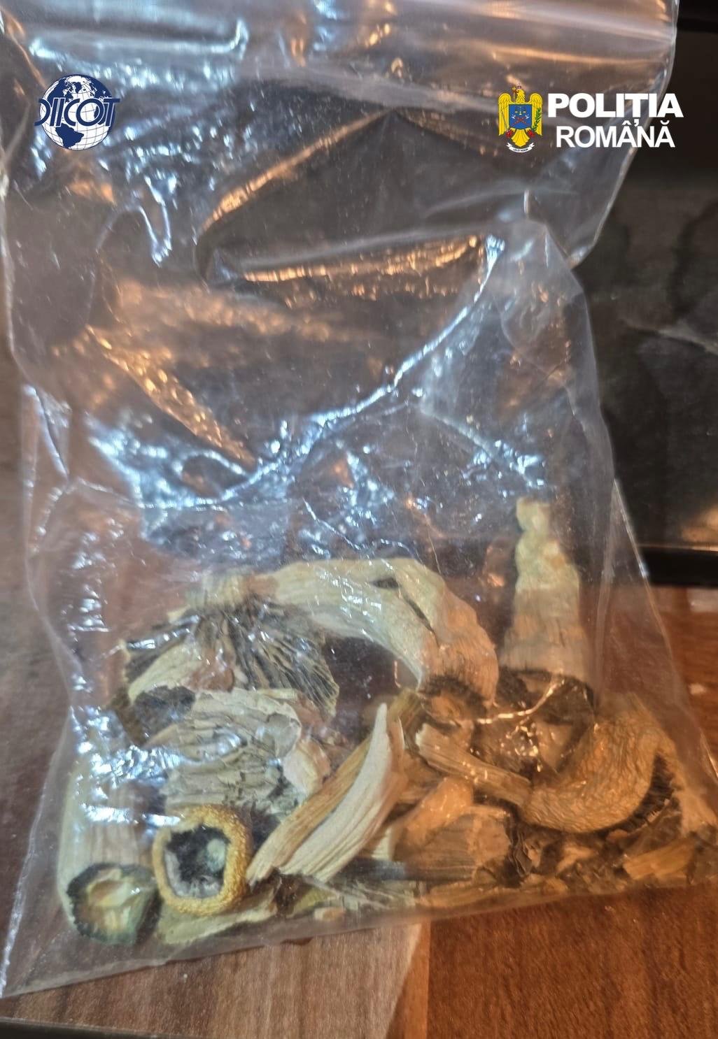 Cluj-Napoca: ciuperci halucinogene și droguri de mare risc confiscate, două persoane reținute