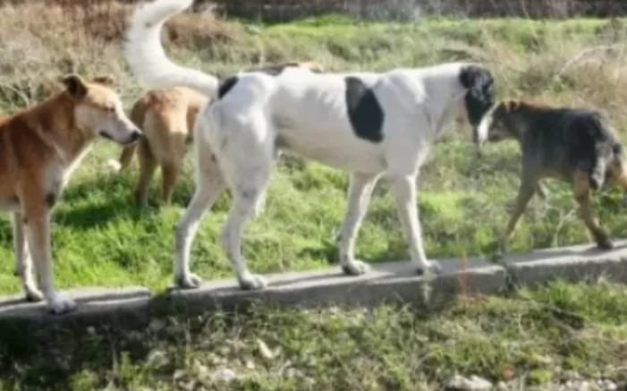 Cluj-Napoca: clujenii, puși pe fugă de o haită de câini agresivi, au fost nevoiți să se întoarcă
