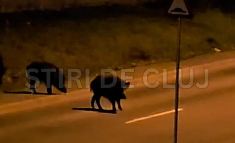 Cluj-Napoca: porcii mistreți au revenit pe străzi și provoacă panică printre locuitori