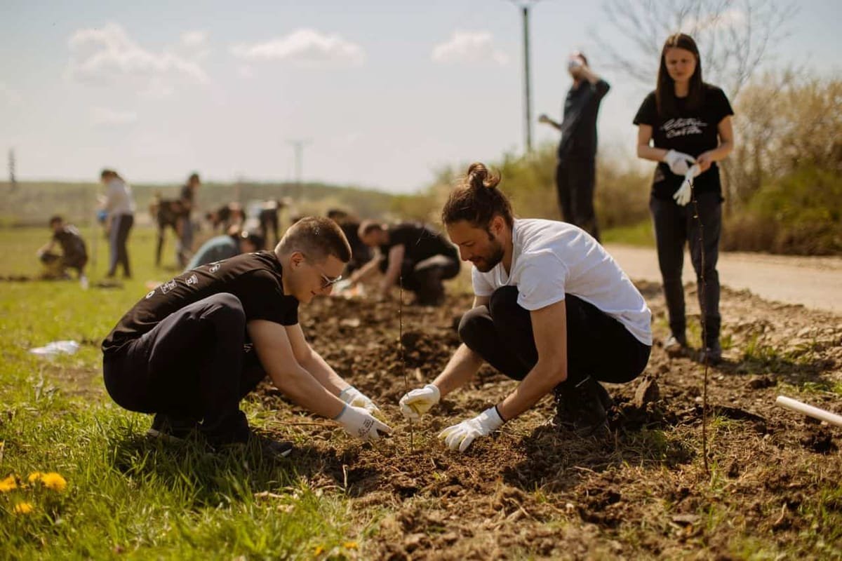 Cluj-Napoca: Primăria lansează o licitație de aproape 12 milioane de lei pentru copaci, arbuști și flori