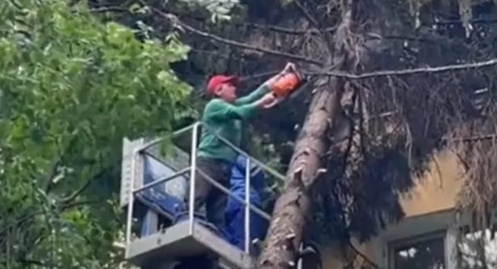 Cluj-Napoca: un molid uriaș îi ține în alertă pe locatarii unui bloc, care așteaptă de cinci ani să fie tăiat