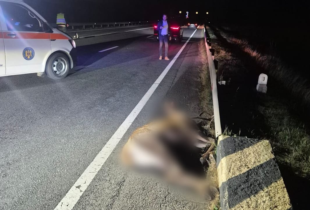Cluj, pe DN1: cerb lovit mortal de o mașină. Șoferii sunt avertizați că zona e periculoasă