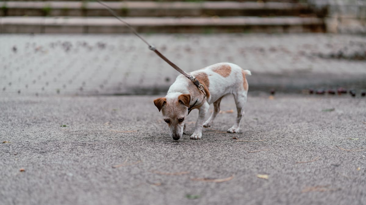 Clujean critică stăpânii de câini care lasă animalele să urineze în spațiul public: „Nu e igienic
