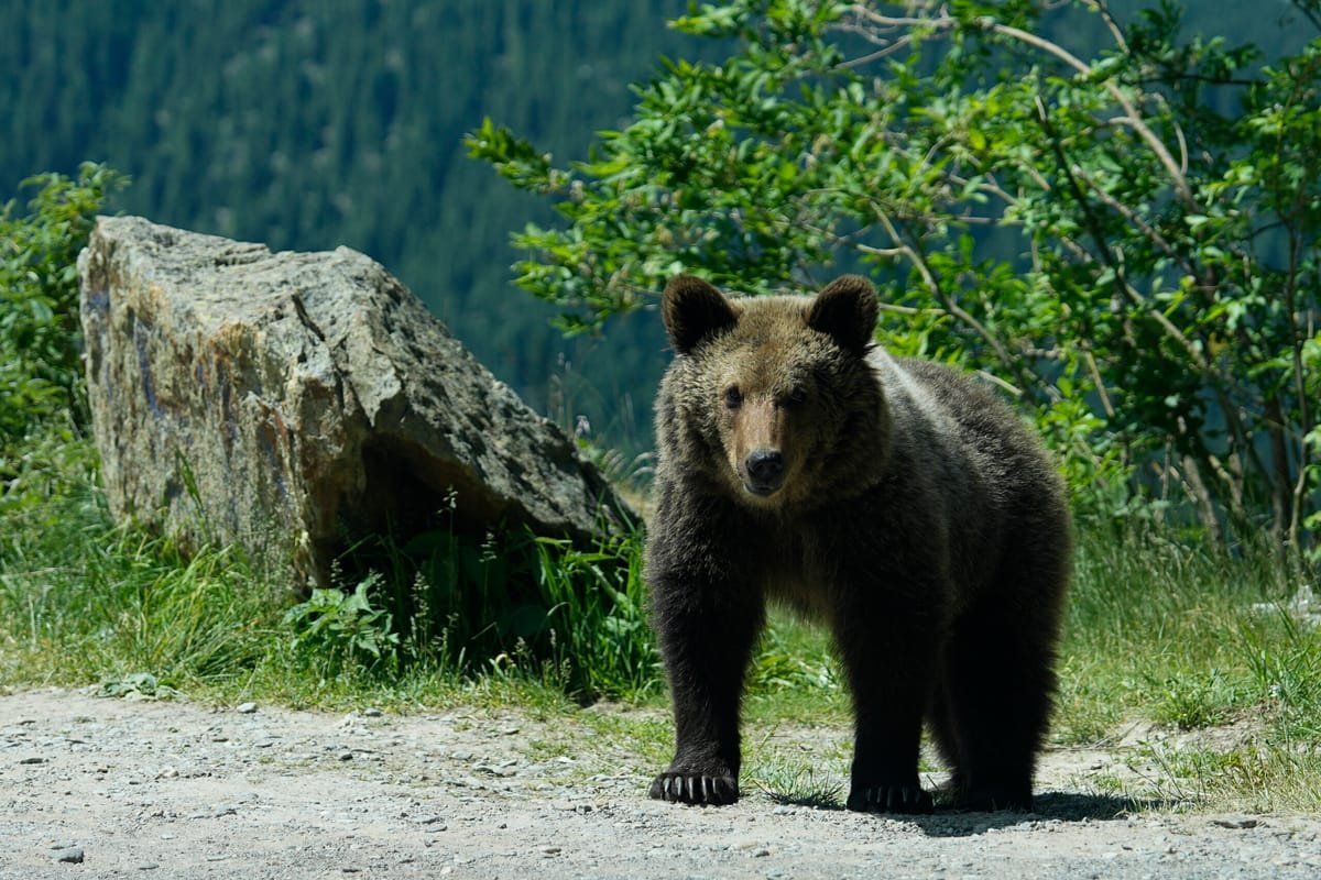 Cotmeana, Argeș: o mașină a lovit un urs, animalul nu a fost găsit, iar locuitorii au primit mesaj RO-Alert