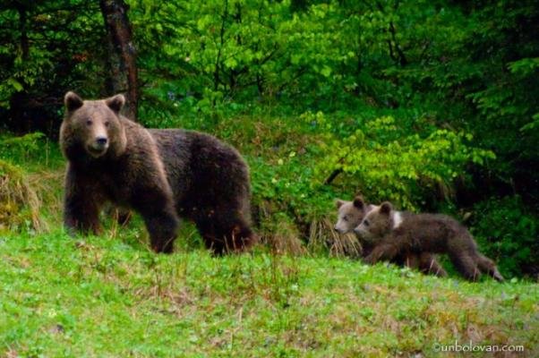 Crihalma: ursoaică agresivă, văzută la stâne. Primăria Comana cere oamenilor să evite zona