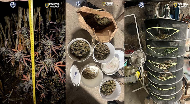 Cultură de canabis descoperită într-un lan de porumb; bărbat de 48 de ani arestat pentru trafic de droguri