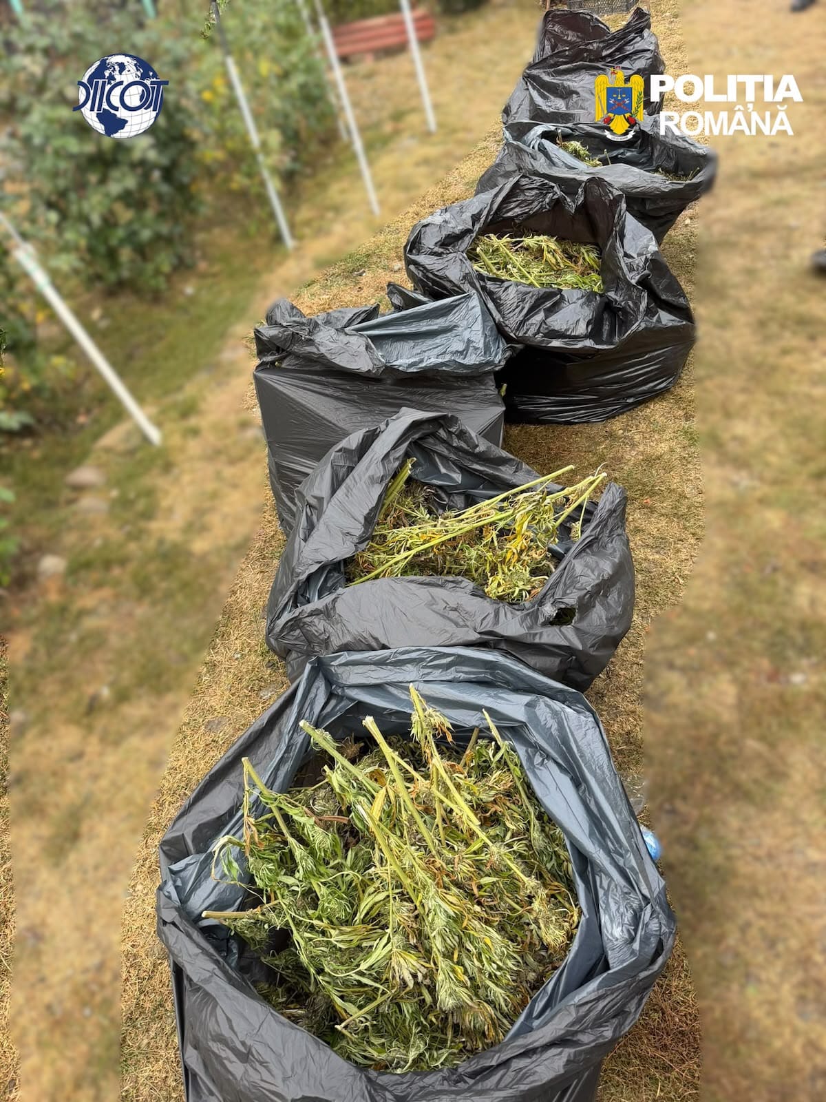 Dej: culturi de cannabis descoperite în județul Cluj, patru bărbați arestați preventiv