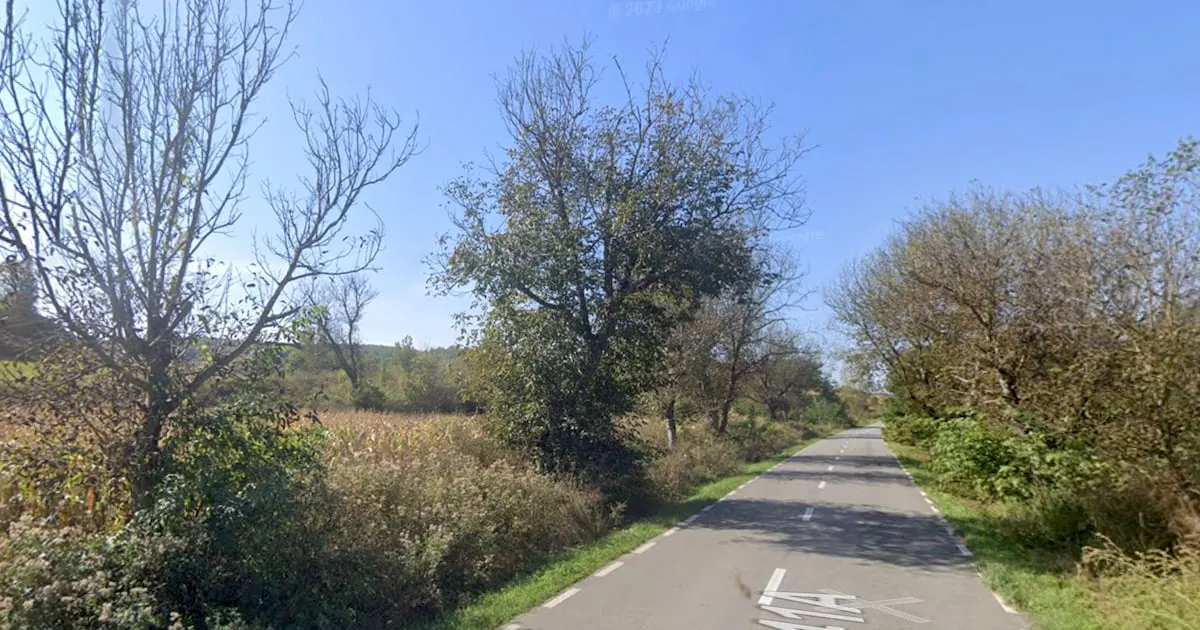 DJ 141A, Sibiu: peste 700 de arbori de pe acostament, scoși la licitație pentru tăiere