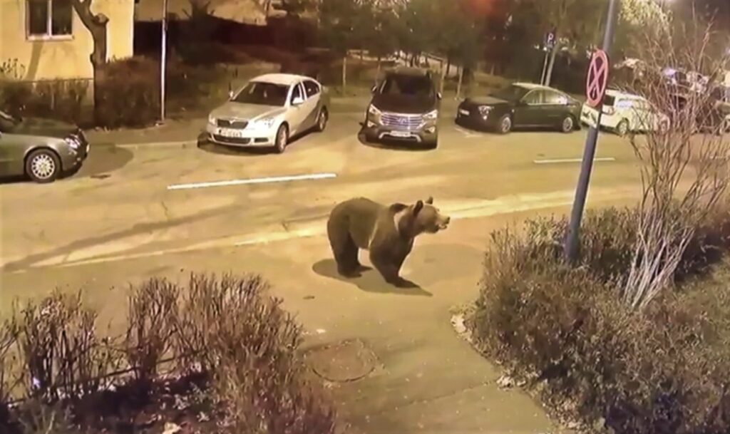 Doi bărbați atacați de un urs ajung la spital cu răni la mâini și la picioare