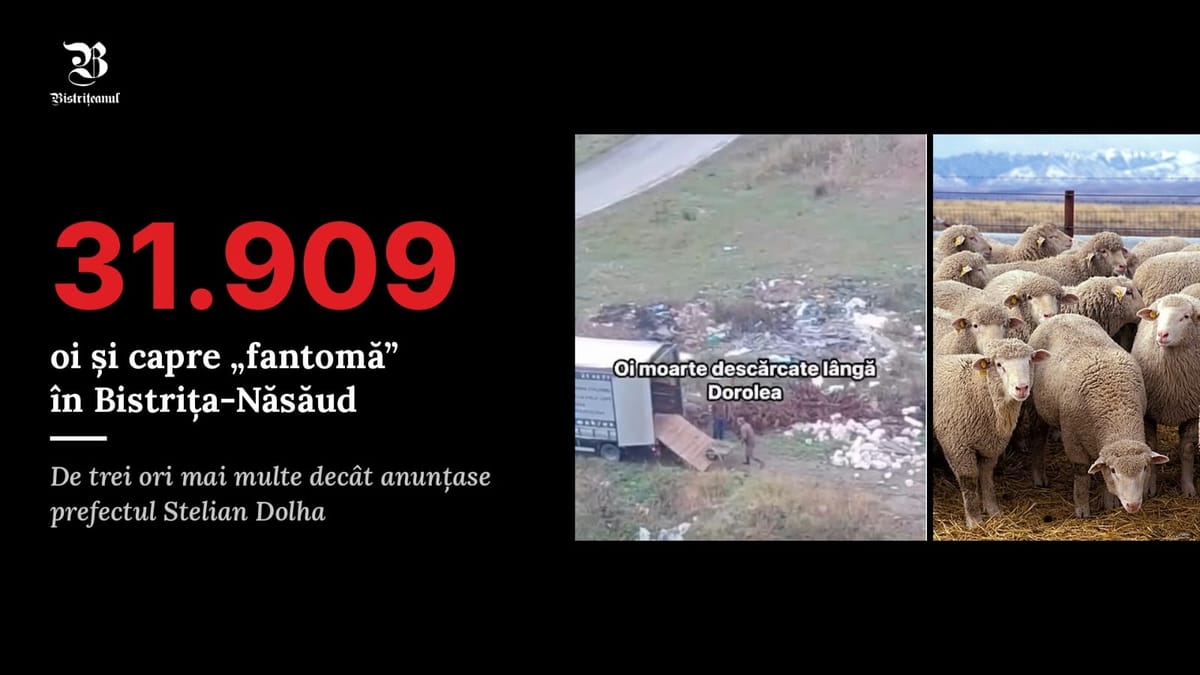 Dorolea: bărbatul care a aruncat animale moarte, amendat, avea 85 de oi vândute fără documente