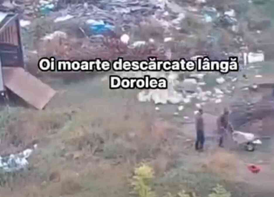 Dorolea: patru amenzi, în total 4.600 de lei, pentru abandonarea mieilor pe un teren viran
