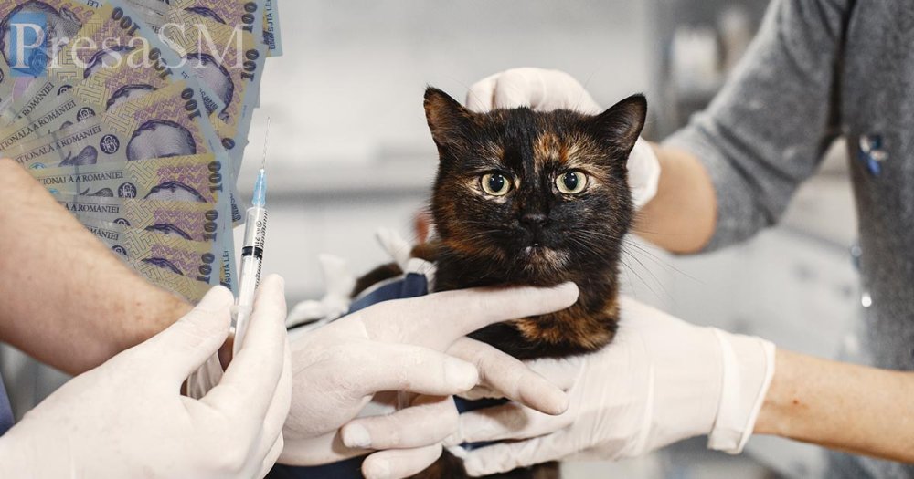 Dorolț, Satu Mare: fals medic veterinar ajuns în instanță, după ce a castrat porci și a vaccinat câini
