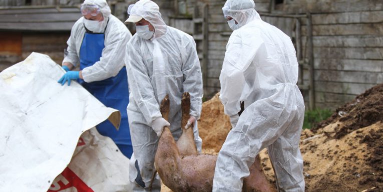 Două noi focare de pestă porcină africană, confirmate în județul Satu Mare. Autoritățile cer responsabilitate din partea