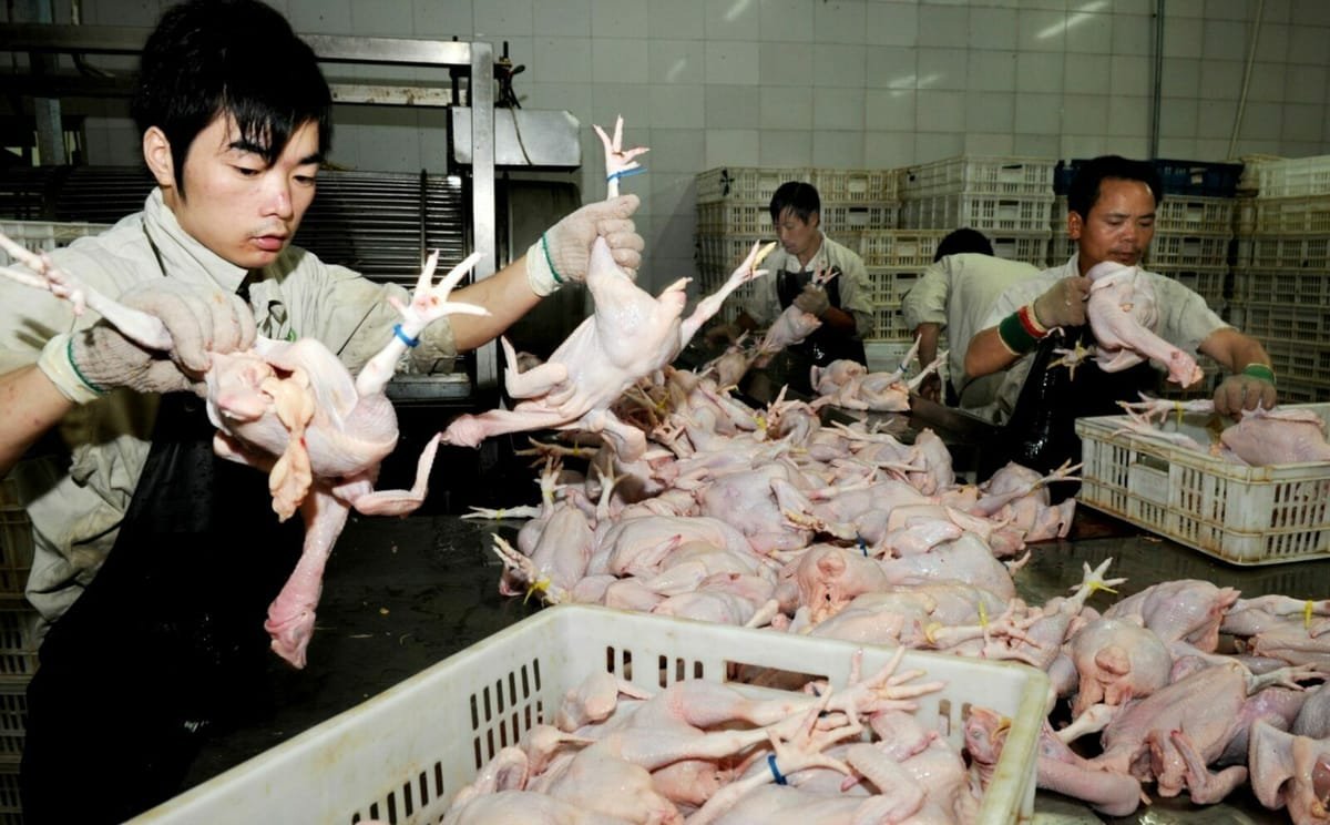 Europa importă tot mai multă carne de pui ieftină din China. Bruxelles-ul urmărește importurile