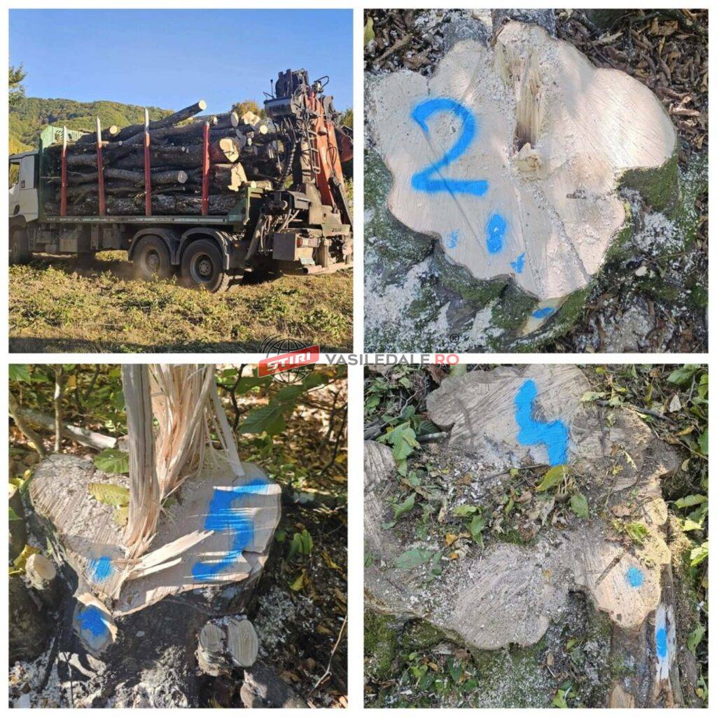 EXCLUSIV: Se fură ca-n codru din pădurile din Țara Lăpușului! Poliția și OS Strîmbu Băiuț au deschis anchete (galerie fo
